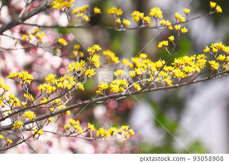 黃色山蘇玉花 93058908