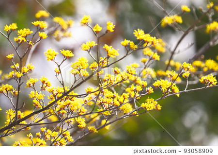 黃色山蘇玉花 93058909