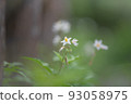 white star flower 93058975