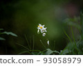 white star flower 93058979