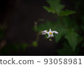 white star flower 93058981