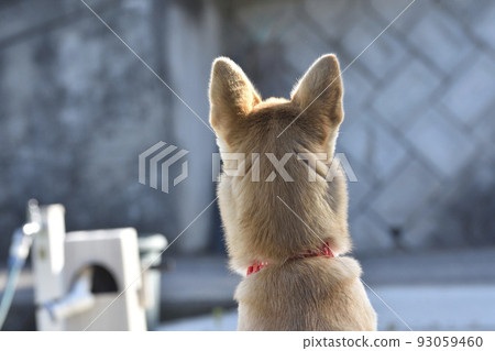 Shiba Inu 002 頭後視圖 Shiba Inu 002 頭後視圖 93059460