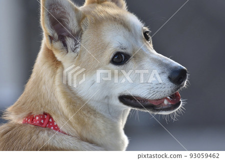 Shiba Inu 003 Looking Back Shiba Inu 003 Looking Back 93059462