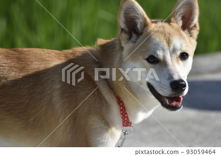 Shiba Inu 004 Shiba Inu 004 93059464