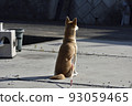 Shiba Inu 005 back view 93059465