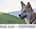 Shiba Inu 006 Profile 93059466