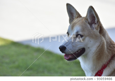 Shiba Inu 006 Profile Shiba Inu 006 Profile 93059466