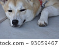 Shiba Inu 007 Fugyu 93059467