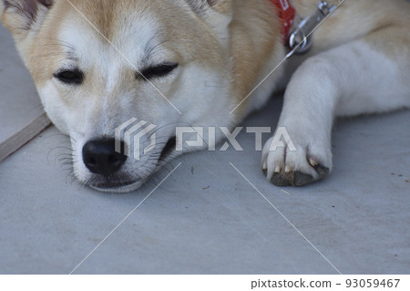 Shiba Inu 007 Fugyu 93059467