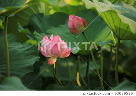 Lotus Lotus 93059559