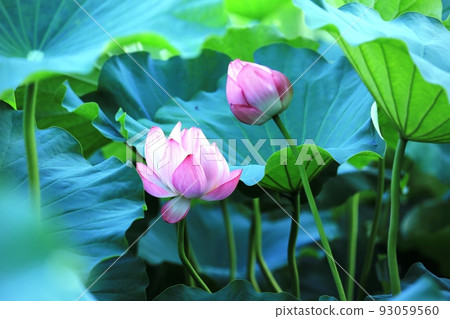 Lotus Lotus 93059560