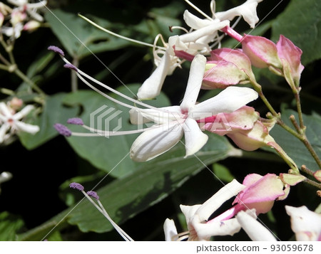 草木（秋田市新別，8/5） 93059678
