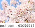 Cherry tree in full bloom  93059915