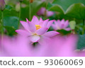 Lotus flower  93060069