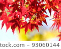 Bright red maple leaves 93060144