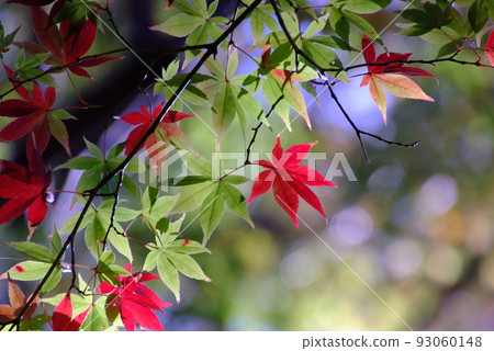 Red and green maple 93060148