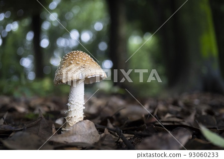 Young Amanita / Amanita Young Amanita / Amanita 93060233
