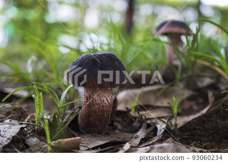 Purple boletus / Boletaceae Purple boletus / Boletaceae 93060234