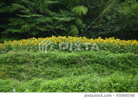 向日葵田 93060598