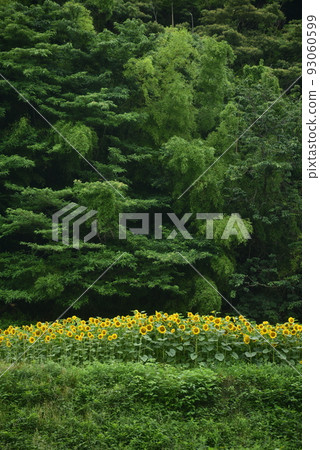 向日葵 向日葵 93060599