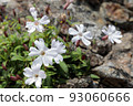 Takanebirangi blooming along the ridgeline of the Southern Alps 93060666