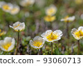 Chinguruma blooming in midsummer 93060713