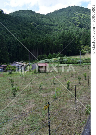 藍色柚子樹 藍色柚子樹 93060802