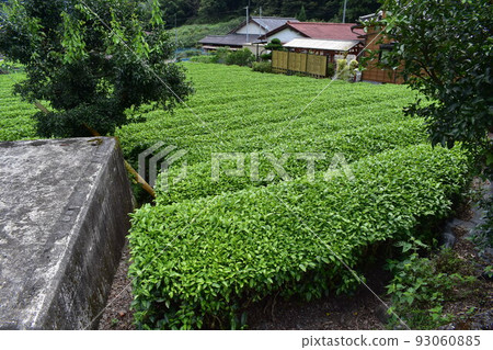 Tea plantation 93060885