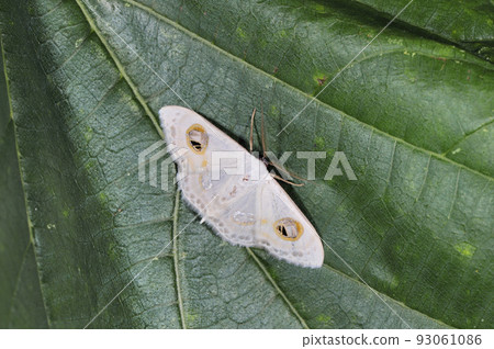 巨尾鯊（沖繩縣石垣島） 93061086