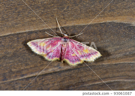 紅毛鯊（北海道鶴居村） 93061087