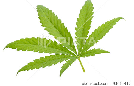 cannabis isolated cannabis isolated 93061412