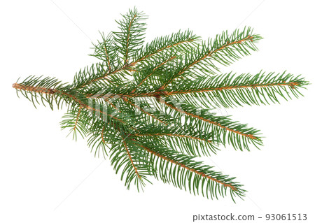 spruce branch isolated spruce branch isolated 93061513