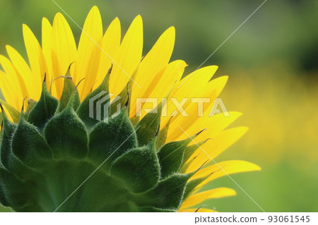 向日葵花萼 向日葵花萼 93061545