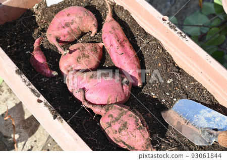 Harvesting sweet potatoes grown in planters in the garden 93061844