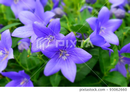 Bellflower Bellflower 93062660