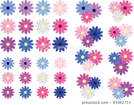 Cineraria 93062715