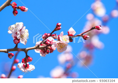 Plum blossom Bungo 93063104