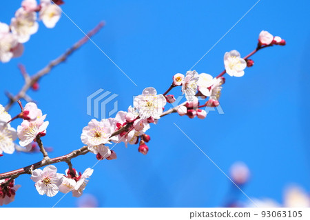 Plum blossom Bungo 93063105