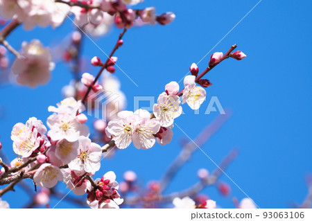 Plum blossom Bungo 93063106