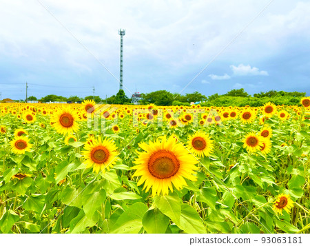 Sunflower field Sunflower field 93063181