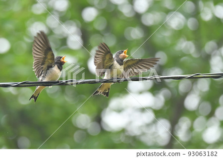 Swallow's young bird Swallow's young bird 93063182