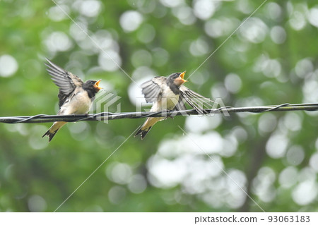 Swallow's young bird Swallow's young bird 93063183