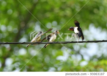 family of swallows family of swallows 93063187