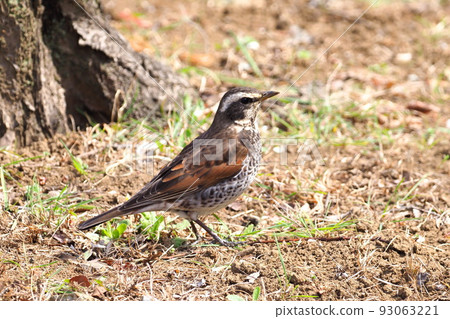 一隻畫眉在地上行走，在地上尋找食物 93063221