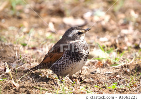 A thrush walking on the ground looking for food in the ground 93063223