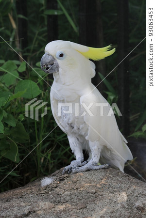 Blue cockatoo white parrot 93063453