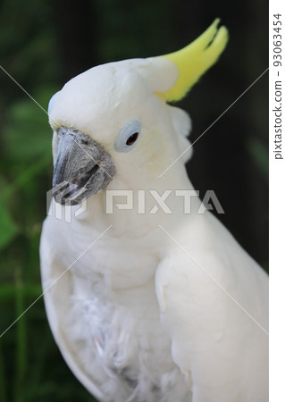 Blue cockatoo white parrot 93063454