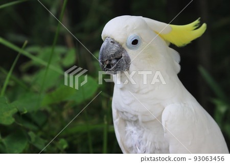 Blue cockatoo white parrot 93063456