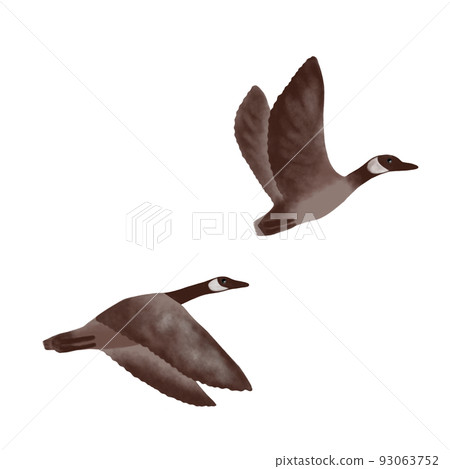 geese, migratory birds 93063752