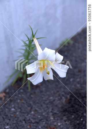 百合花 93063756